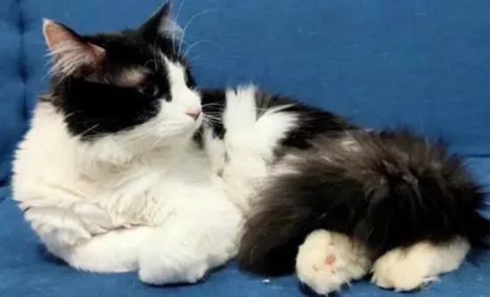 Why a cat only urinates and doesn't defecate all day