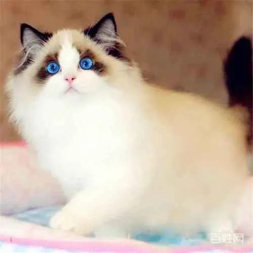 Are ear mites in cats difficult to treat?