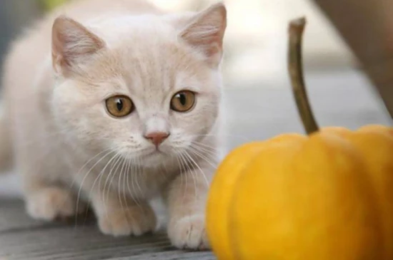Can cats eat pumpkin?