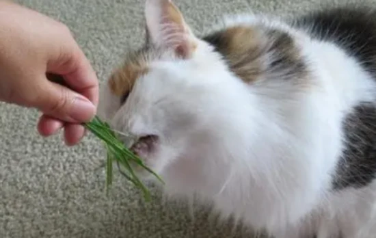 Is catnip harmful if a cat inhales too much?