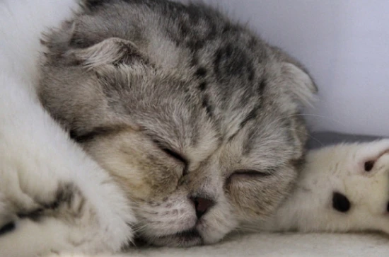 Are tabby Scottish Fold cats prone to illness? What precautions should be taken when raising a Scottish Fold?