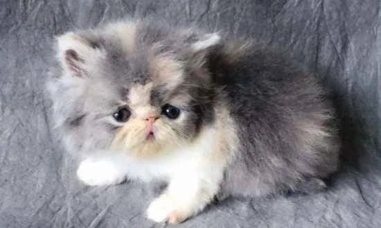 How to clean a cat's excessive eye discharge?