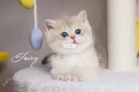 What should I do if my cat keeps meowing every morning?