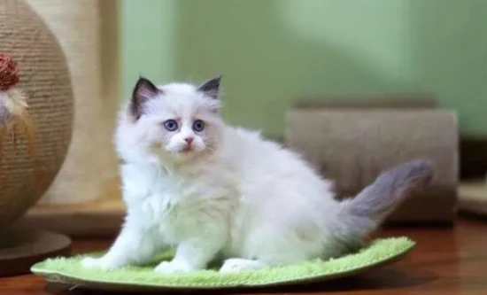 Why do cats meow so much at night?