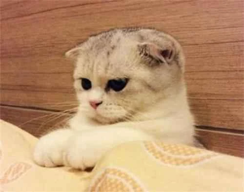 What foods can stimulate a cat's appetite?