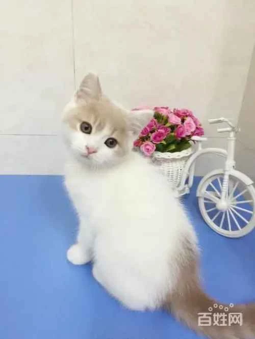 What should you pay attention to when caring for your cat's teeth?