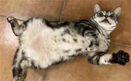 养猫后的7大烦恼，快来看看你都经历过几个？