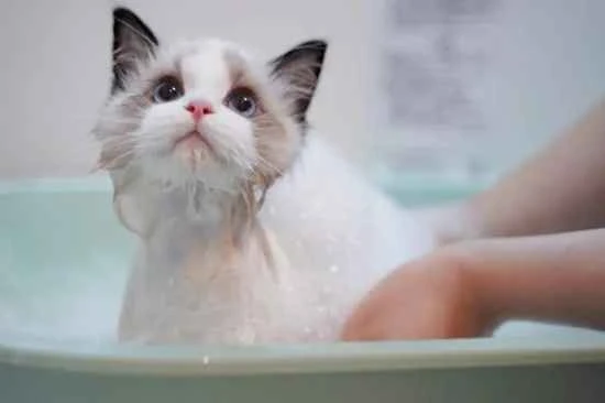 How can I make my cat more tolerant of bath time?