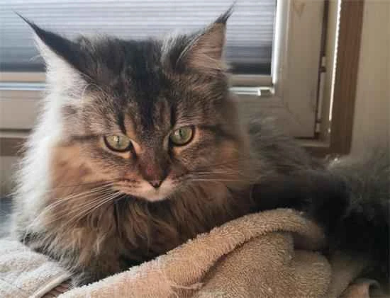 The cat kept meowing at the door all night.