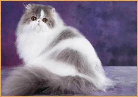 Why can't my cat put weight on its hind legs?