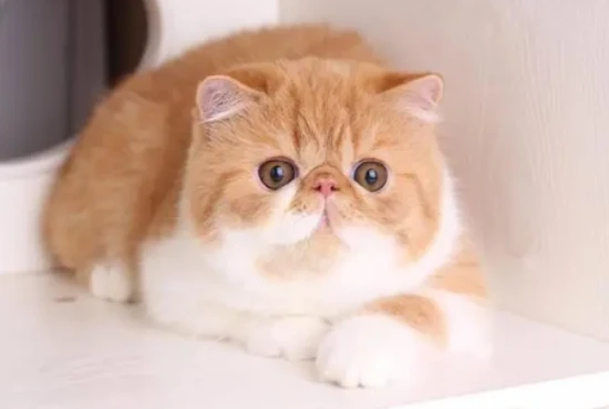 Can I mix cat food with canned cat food?