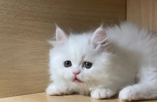 Why are some cats' pupils different sizes?