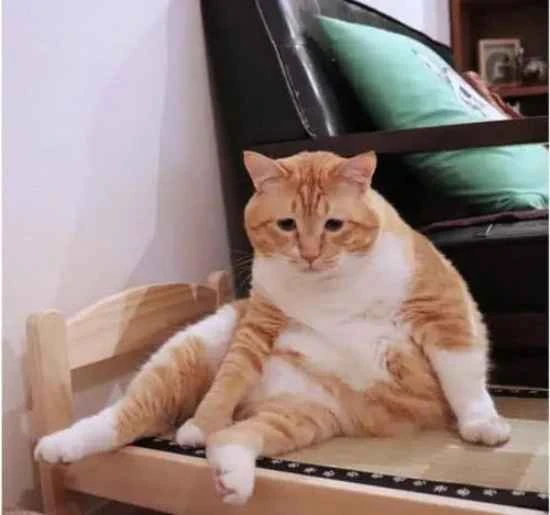 Do stray cats carry the plague and can it be transmitted to humans?