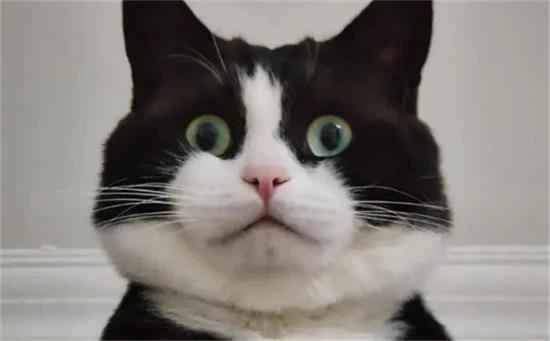 Extreme Cat Emoji Pack