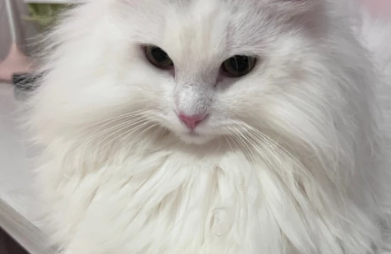 新手养猫，不推荐养的两个品种！