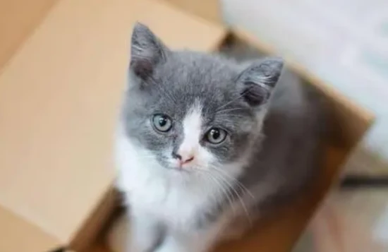 What color do cats like?