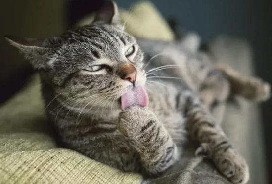 How to get rid of fleas on a cat