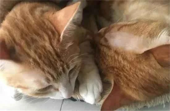 How to soothe a cat in a new environment