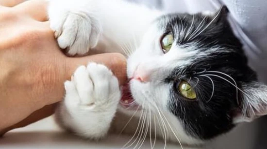 Why do cats like to bite?