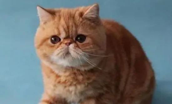 What to do if Garfield always cries?