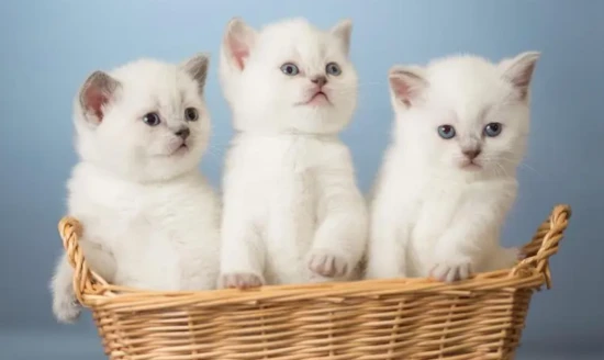 What does it mean when a cat bites another cat's ear?