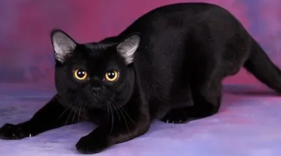 What's the best food for Bombay cats?