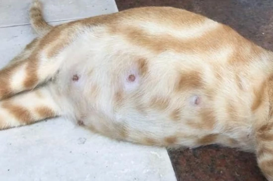 Is it safe to keep a cat during pregnancy?