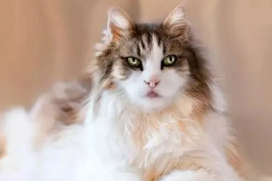 Can cats wear clothes?