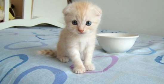 What should you pay attention to when raising a Scottish Fold cat?