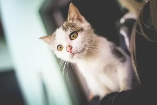 What is the purpose of a cat's tail?