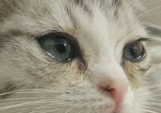 What causes heavy tear stains in cats?