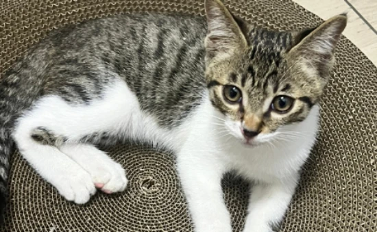 Can I access these secrets about cat sex?