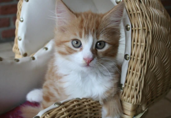 Will it be okay for a cat to eat boiled shrimp?