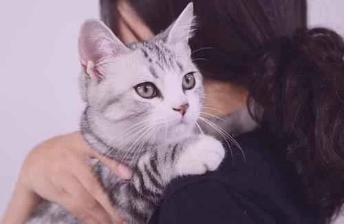 Do you remember which parts of a cat you should pet to make it like you?