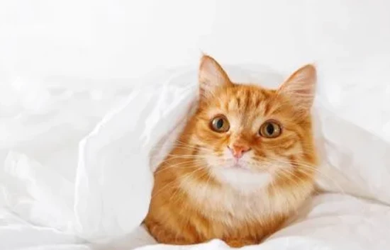 The cat kept licking its fur after being dewormed.