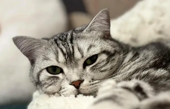 How many years can a domestic cat live?