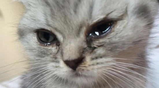 How to remove severe tear stains from cats