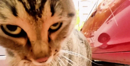 Why can't other cats beat the tabby cat?