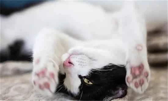 What causes a cat to make a low, vibrating sound?