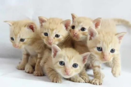 What should a kitten that has just been weaned eat?