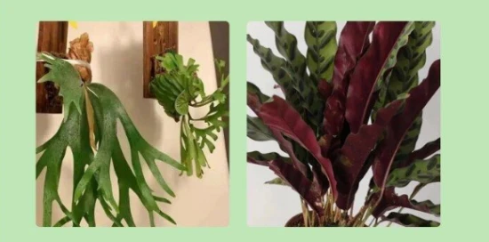 What plants can you grow if you have a cat at home?