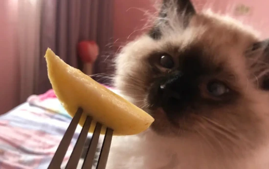 Can cats eat apples?