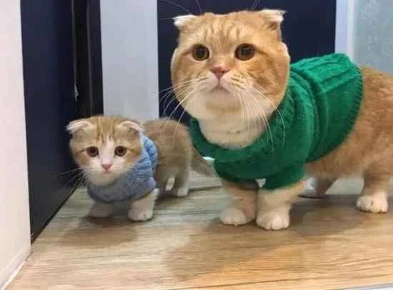 Will a cat get poisoned by smelling floral water once?