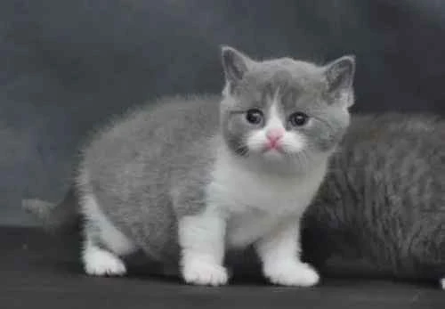 What are you thinking when your cat poops out clumps of fur?