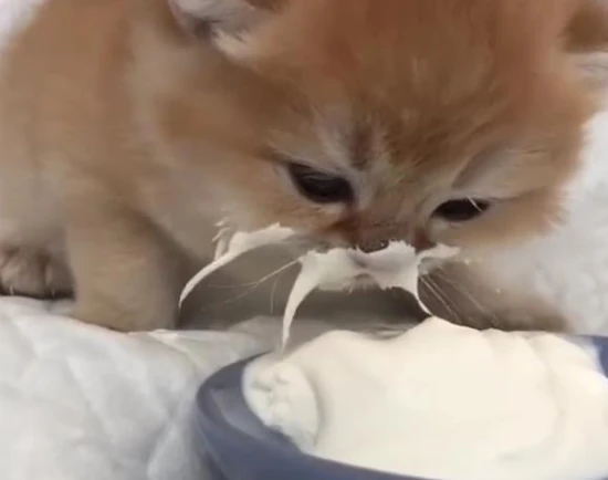 Can cats drink goat milk?