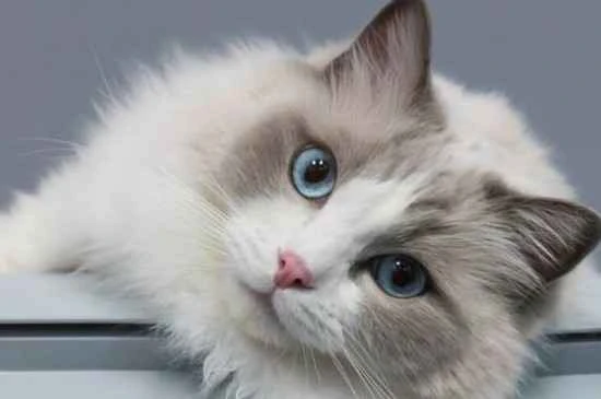 Why do cats suddenly start walking on their stomachs?