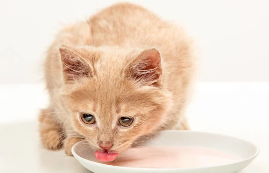 Can cats eat tomatoes?