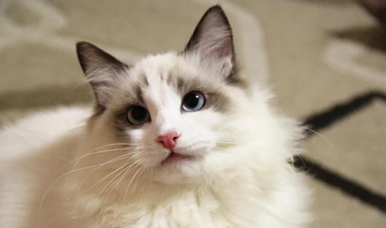 Which flowers should cats not smell?