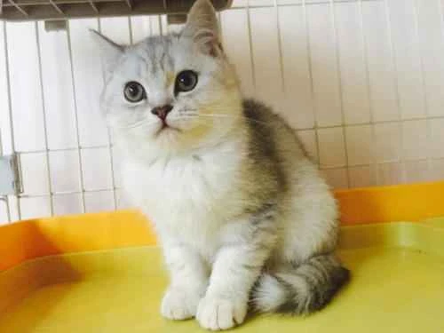 Why does my cat only have one testicle?