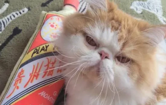 What happens when a cat drinks alcohol?